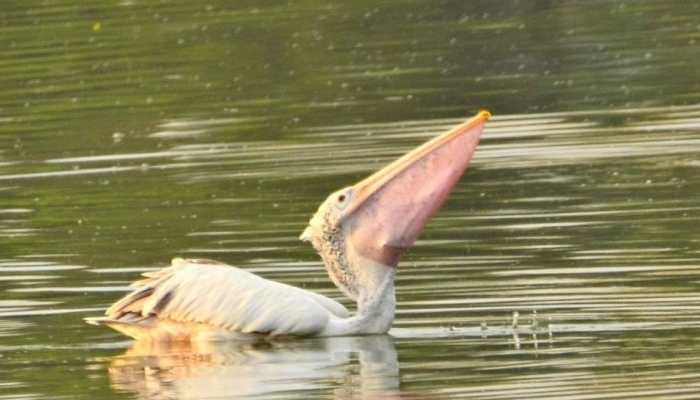 Over 150 spot-billed pelicans succumb to nematode infestation in Andhra Pradesh's Naupada swamp