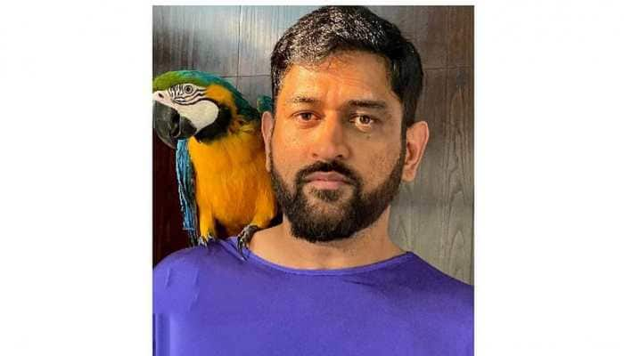 MS Dhoni&#039;s pet parrots are back again: WATCH them having &#039;some fun&#039; in cricketer&#039;s farmhouse