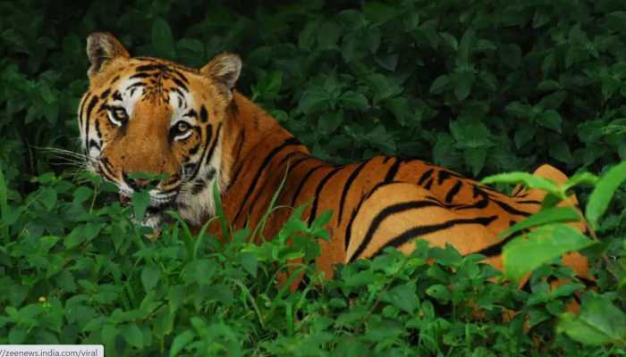Tigress spotted with snare on neck in Nagpur&#039;s Pench reserve
