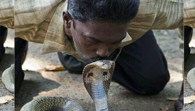 Vava Suresh, Kerala's renowned snake handler, battling for life after being bitten by cobra