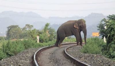 Southern Railway makes an attempt to avoid elephant accidents, here's how
