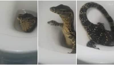Bizarre! Lizard pops out of toilet; Holidaying couple gets a shock- Watch