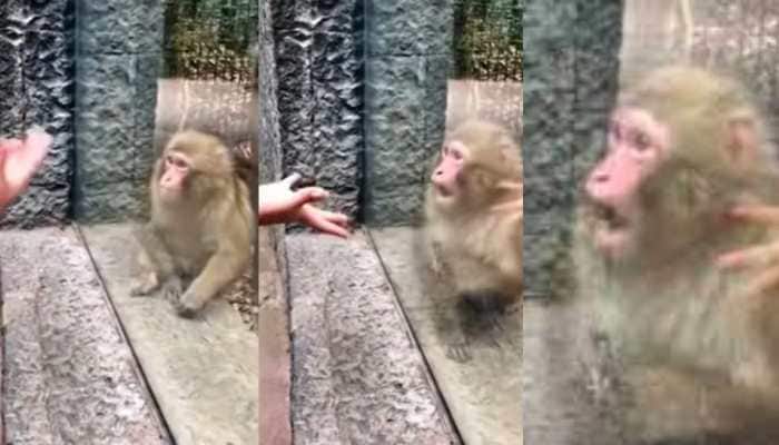 Viral video: Monkey gives priceless reaction after watching a zoo visitor&#039;s magic trick- Watch 