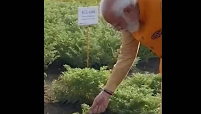 Watch: PM Narendra Modi plucks and eats Chana at Hyderabad&#039;s ICRISAT research farm