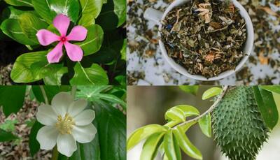 Try to prevent Cancer with these 3 herbs: Nutraceutical expert