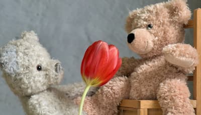 Happy Teddy Day 2022: Greetings, wishes, messages to share with your partner on February 10
