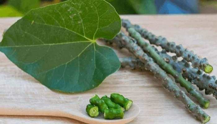 Giloy linked to liver damage? Ayush Ministry&#039;s answer