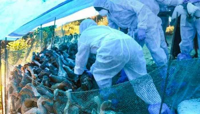 Maharashtra: 25,000 chickens to be culled at Thane&#039;s poultry farm after bird flu scare 