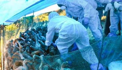 Maharashtra: 25,000 chickens to be culled at Thane's poultry farm after bird flu scare 