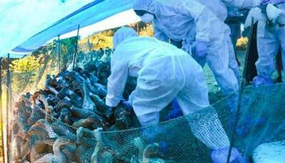 Maharashtra: 25,000 chickens to be culled at Thane's poultry farm after bird flu scare 