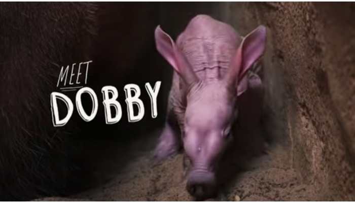 Meet Dobby! UK zoo's first aardvark in 90 years named after the Harry Potter elf