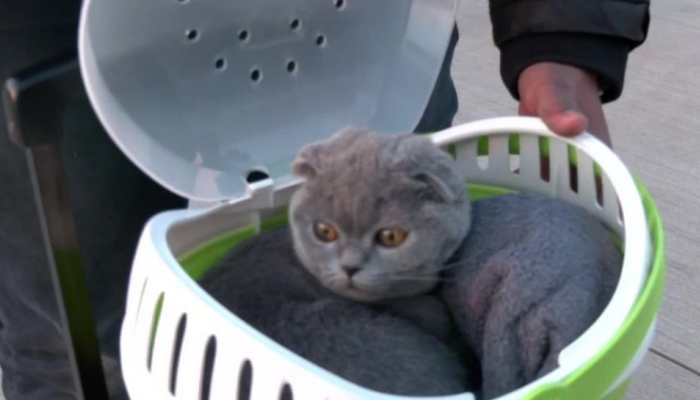 Stranded Indians come back from Ukraine with their furry friends - Watch