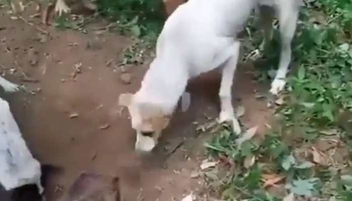 Try not to cry: How these dogs said goodbye to their friend will break your heart- WATCH