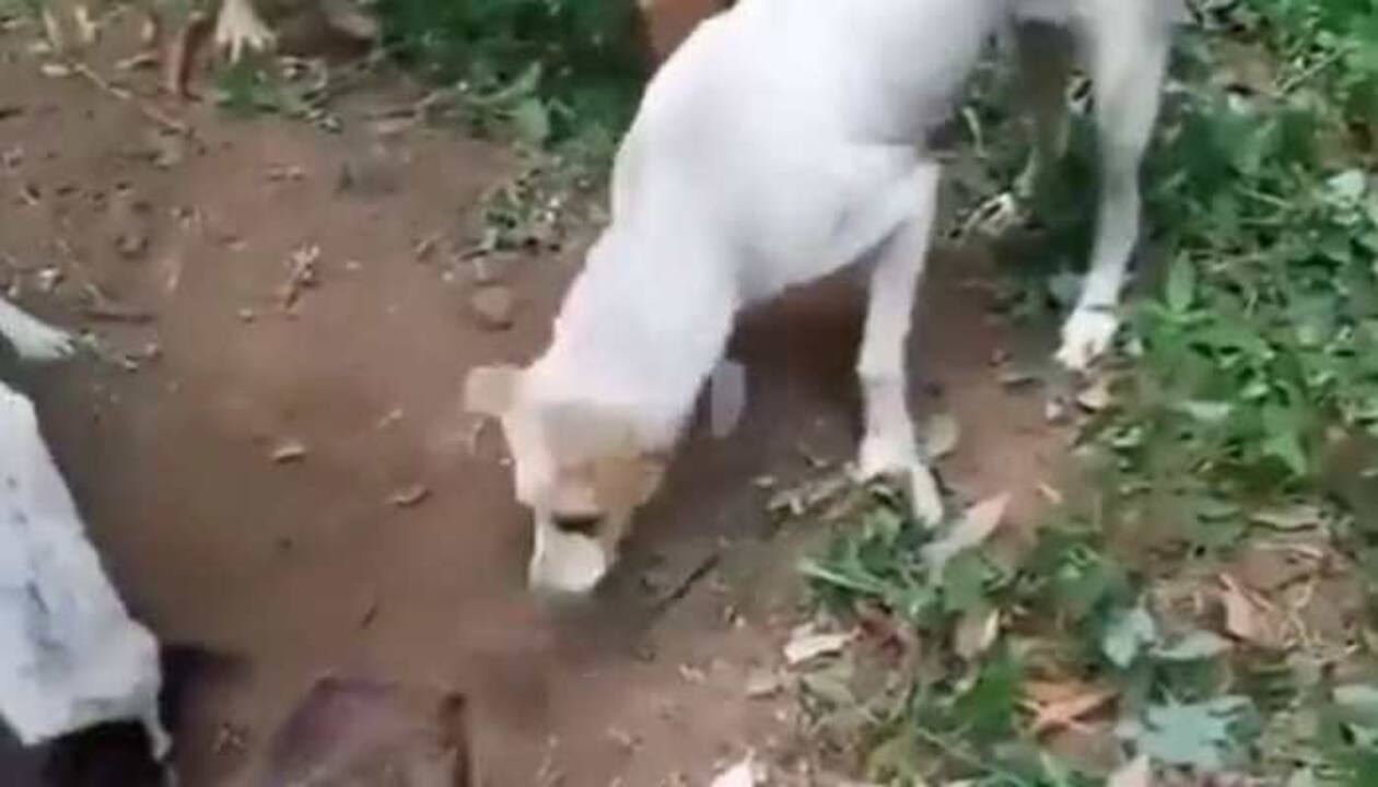 Try not to cry: How these dogs said goodbye to their friend will break your  heart- WATCH | viral News | Zee News