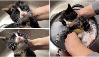 Watch: Oddly satisfying video of cat lover bathing cute little kitten 