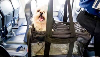 Ukraine Crisis: How does travelling with pets work on airplanes ?