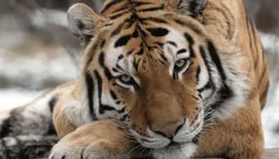 Obesity, lack of exercise, kidney dysfunction reasons behind big cats' death at Delhi zoo: Report