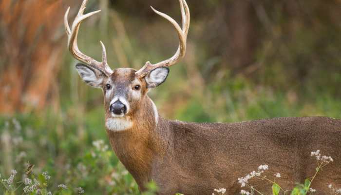 US scientists detect Omicron variant of Covid-19 for first time in deer