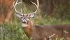US scientists detect Omicron variant of Covid-19 for first time in deer