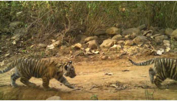 Good news for Rajasthan! Sarika Tiger Reserve blessed with new cubs