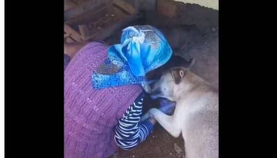 Viral: Mumma dog thanks woman for feeding her babies in heartwarming video- WATCH