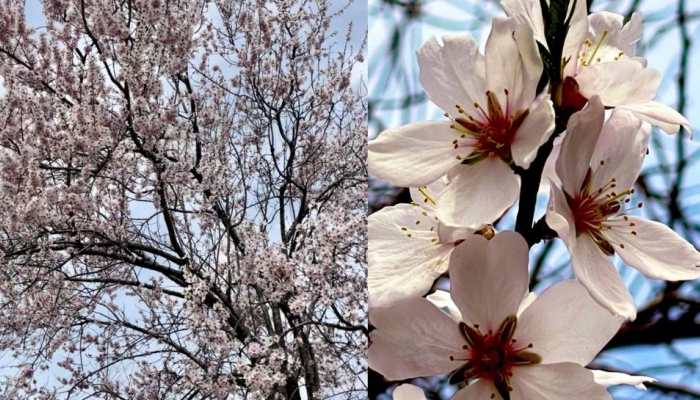 Almond flowers blossom leaves tourists spellbound in Kashmir, see pics