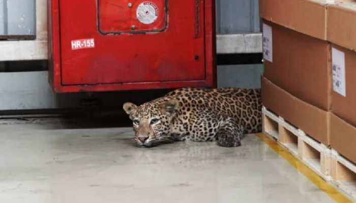 Leopard caught strolling at Mercedes-Benz Pune plant, rescued after 6 hours