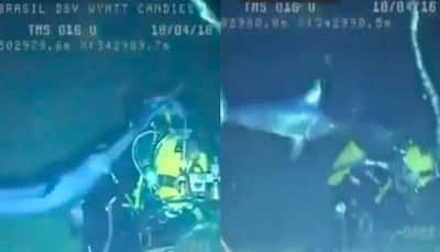 Horrific! Deep-sea diver attacked by swordfish 721 feet below the surface - Watch viral video here