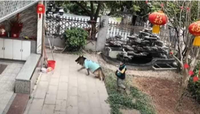 Viral video: Smart dog saves kid from falling in pond, gets his ball out - WATCH