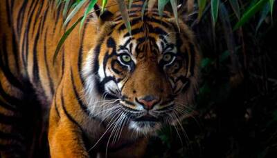 Uttar Pradesh: 61-year-old man killed by tiger in Dudhwa Tiger Reserve