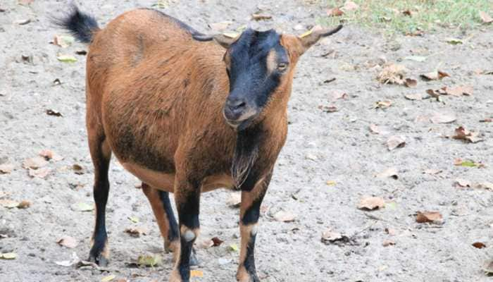 Shocking! Three men gangrape, kill heavily pregnant goat in Kerala&#039;s Kasaragod, one arrested 