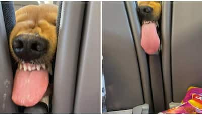Doggo's efforts to have snacks on airplane wins several hearts-Watch