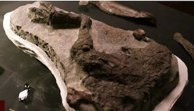 Dinosaur leg believed to be from their last day on Earth found; details here
