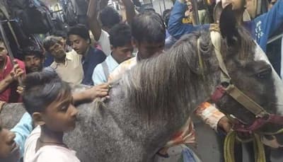 A horse on train! Picture from Bengal goes VIRAL, Eastern Railways take action: Reports