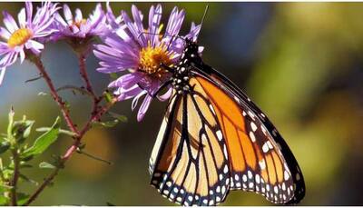 This Butterfly Garden in Delhi-NCR is a must visit; Check visiting hours here