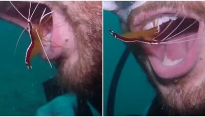Bizarre! Man gets his teeth cleaned underwater by shrimp, internet goes crazy- Watch