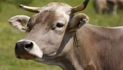 Odisha: 15 kg plastic waste removed from cow's stomach