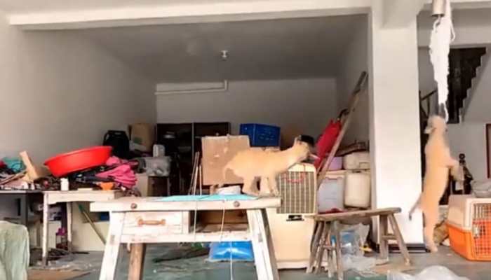 These excited dogs playing gymnastics are winning hearts- Watch viral video