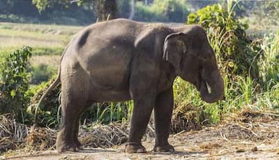3 people killed in elephant attacks in Chhattisgarh