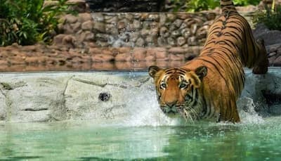 WATCH: Tiger takes a dip to beat the heat in Mumbai zoo 