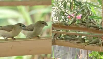 Nagpur man turns small garden into mini bird sanctuary, attracts over 40 species of birds