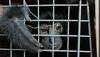Assam: Five chimpanzees rescued in Karbi Anglong, two accused arrested