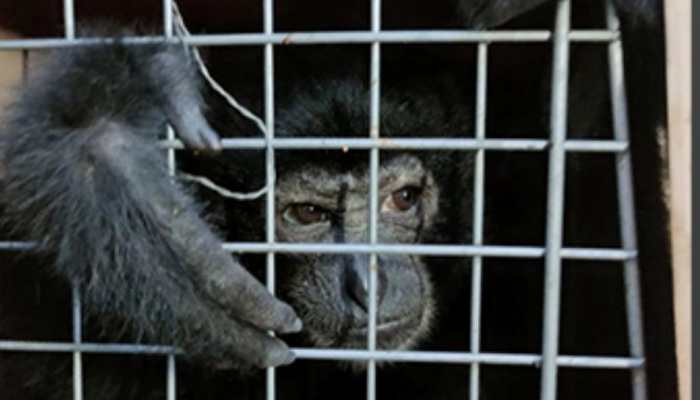 Assam: Five chimpanzees rescued in Karbi Anglong, two accused arrested