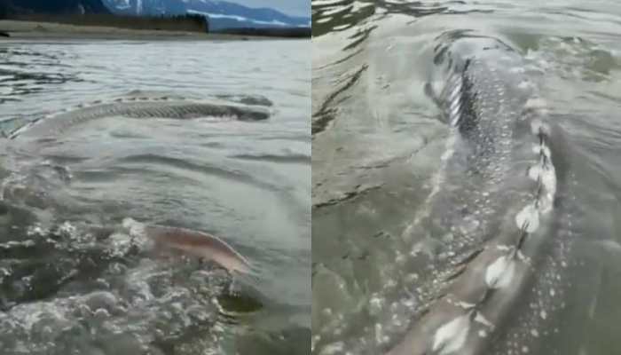 WATER MONSTER spotted lurking into river in North America- WATCH viral video 
