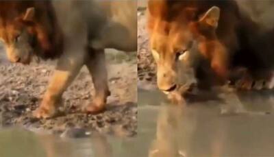 Ever seen a lion being bullied by a turtle? This viral video will make you laugh- WATCH