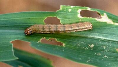 Fall Armyworm threat to crop production across globe, United Nations raises concern