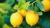 lemon price in delhi