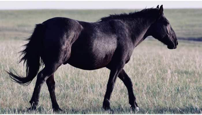 Man buys expensive horse for black colour, it turns red- Read full story