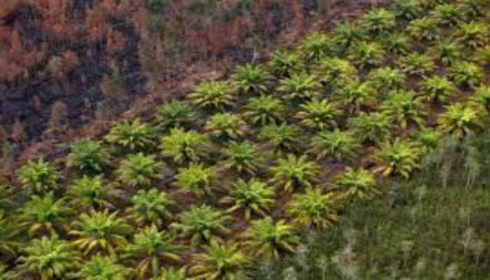 Edible oil industry suggests govt initiate dialogue with Indonesia over palm oil ban