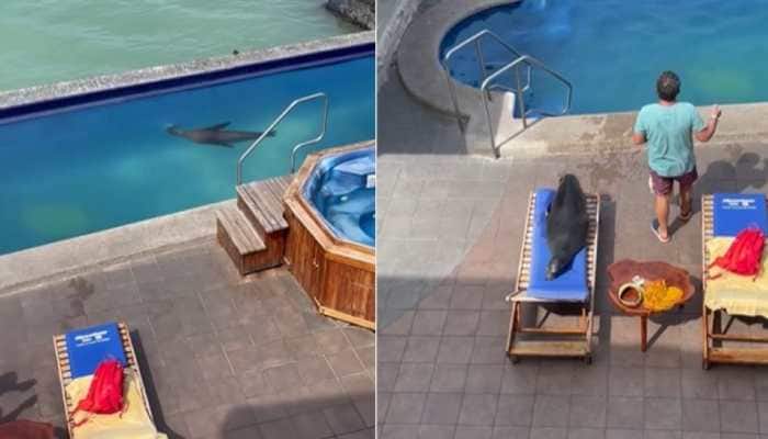 Viral video: Sea lion swims in pool, then sunbathes on lounger— Watch